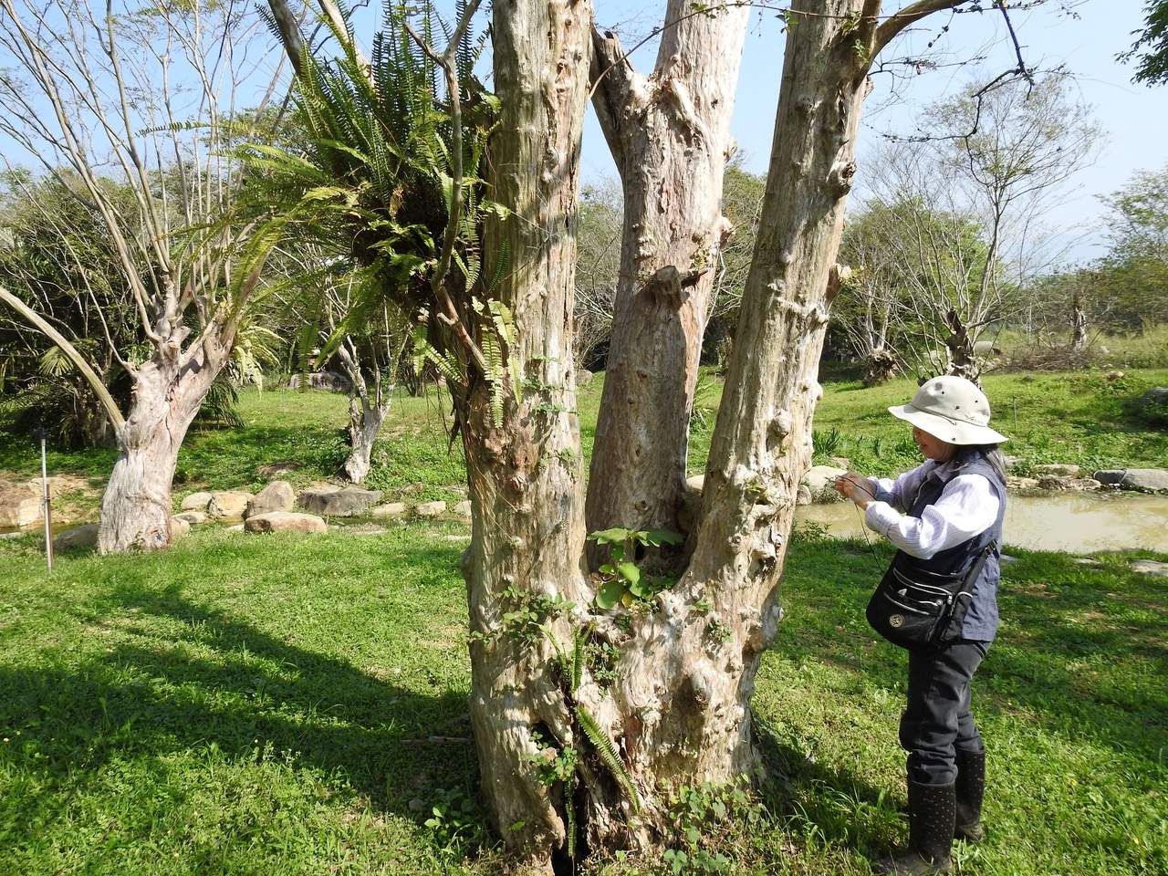 随想——树的伤口